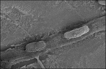 Scanning electron micrograph shows rod shaped <i>Zymomonas mobilis</i>